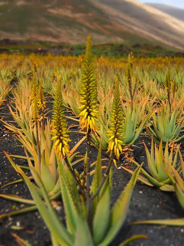 aloe-vera